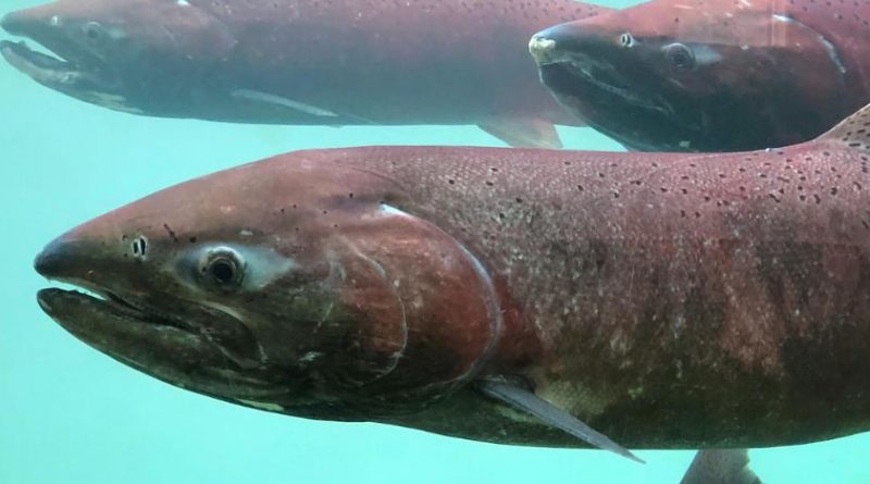 Des saumons dans un bassin.