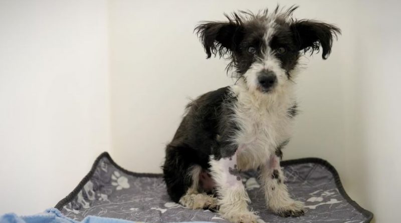 Un chien est posé sur une table et attend sa consultation médicale, à Iqaluit, le 13 septembre 2024.