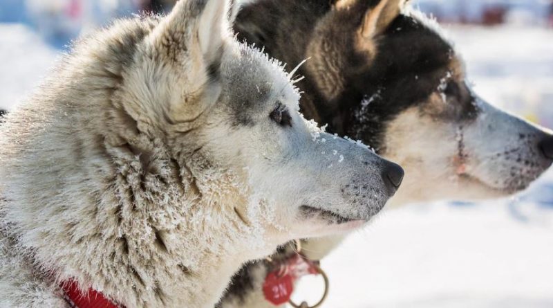 Des chiens patientent lors de la Course de chiens de traineau de l'Iditarod en Alaska en 2015.