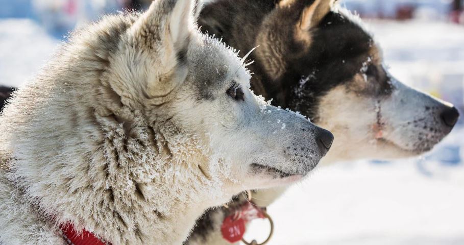 Des chiens patientent lors de la Course de chiens de traineau de l'Iditarod en Alaska en 2015.