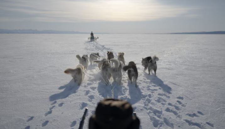 Un chasseur inuk et son attelage de chiens.