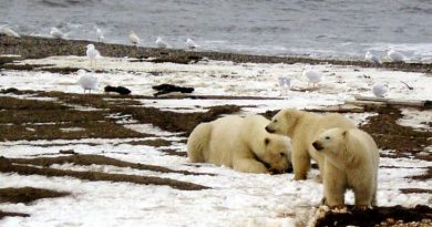 Une famille d'ours polaires sur la côte de la mer de Beaufort.