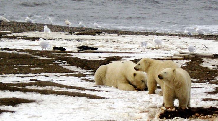Une famille d'ours polaires sur la côte de la mer de Beaufort.