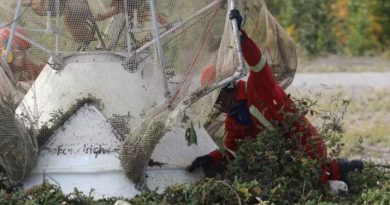 Des personnes ouvrent le râteau à cônes pour ramasser des branches d'épicéa.