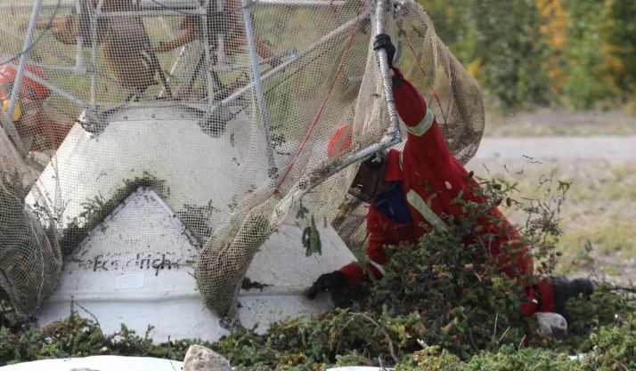 Des personnes ouvrent le râteau à cônes pour ramasser des branches d'épicéa.