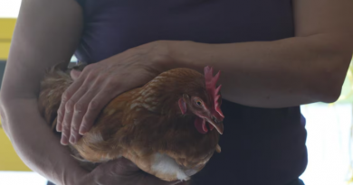 Une poule dans les bras d'une femme.