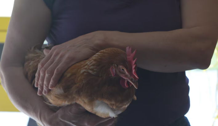 Une poule dans les bras d'une femme.