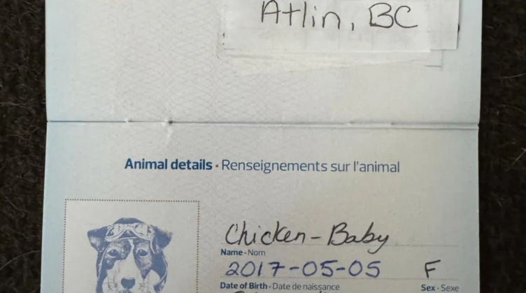 Un passeport pour une poule du nom de Chicken Baby.