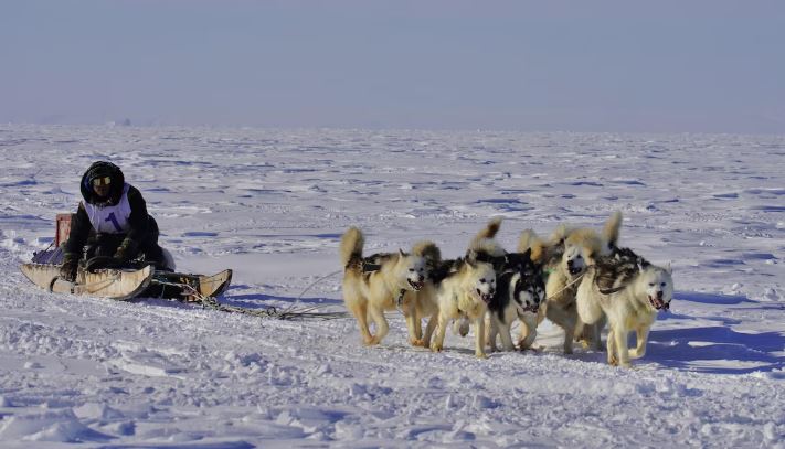 Un homme guide son attelage de chiens de traîneau lors de la course Nunavut Quest, en avril 2024.