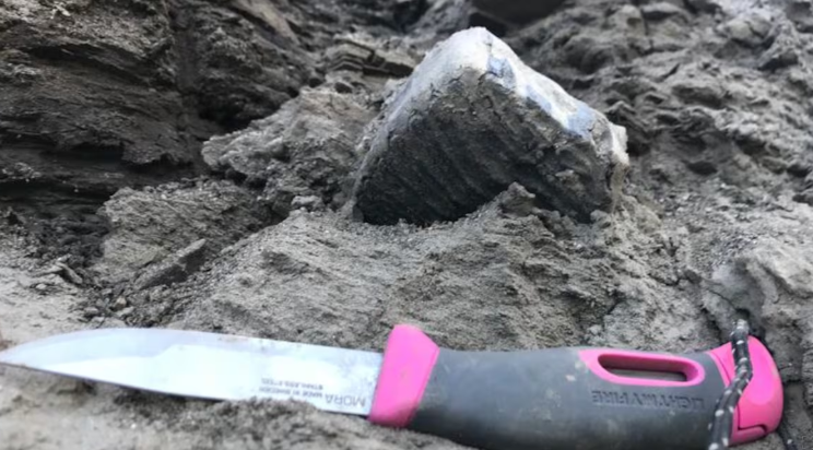 Une dent de mammouth laineux dans la roche à coté d'un couteau.