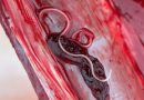 Un ver long et filiforme dans un morceau de viande de caribou.
