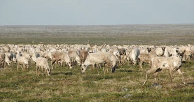 Des caribous de la toundra en été.