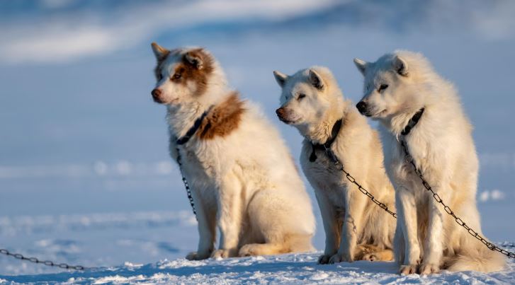 Trois chiens se reposent sur la banquise après deux jours de course, à environ 130 kilomètres d'Arctic Bay, au Nunavut, durant la Nunavut Quest, le 19 avril 2022.