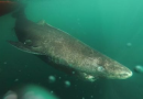 Un requin du Groenland dans l'eau