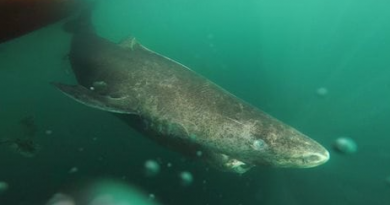 Un requin du Groenland dans l'eau