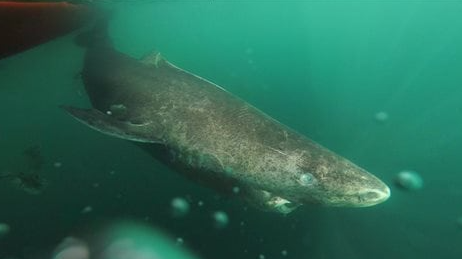 Un requin du Groenland dans l'eau