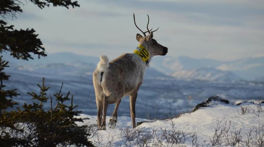 Un caribou porte un collier jaune sur lequel est inscrit le numéro 40.