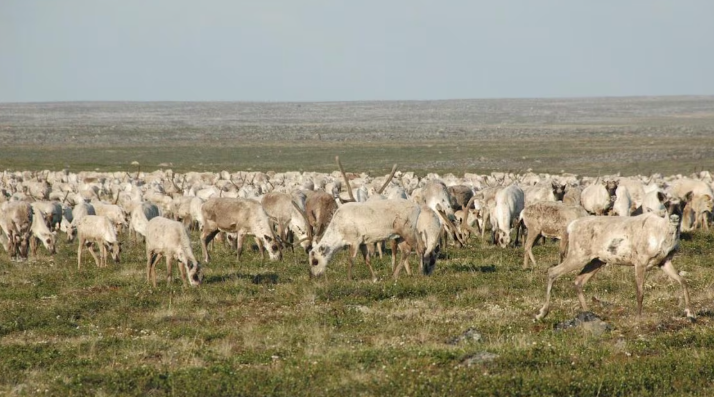Des caribous de la toundra en été.