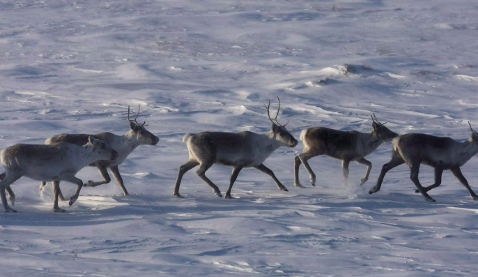 Des caribous sauvages errent dans la toundra du Nunavut. La harde de caribous de la Porcupine, connue pour ses migrations annuelles épiques entre les Territoires du Nord-Ouest et l'Alaska, est en plein essor après une décennie de déclin.