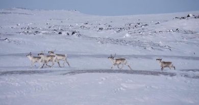 Des caribous au nord d'Iqaluit, au Nunavut, le 23 mars 2021.