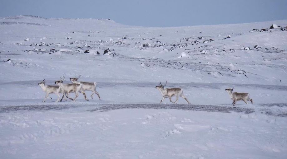 Des caribous au nord d'Iqaluit, au Nunavut, le 23 mars 2021.