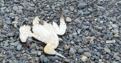 Un fou de Bassan mort sur la grève.