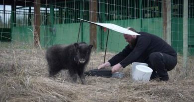 Un bébé bœuf musqué et son soigneur.