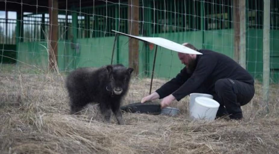 Un bébé bœuf musqué et son soigneur.