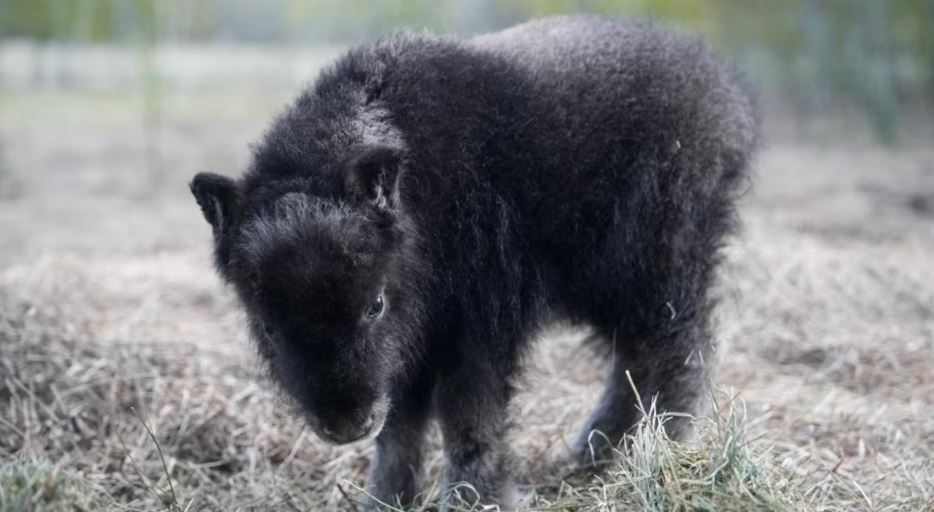 Un bébé bœuf musqué.