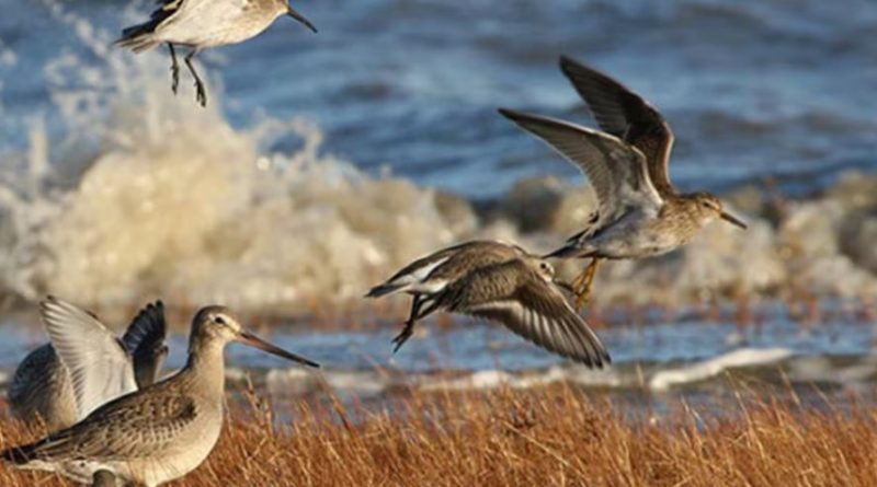 Des oiseaux limicoles au bord de l'océan.