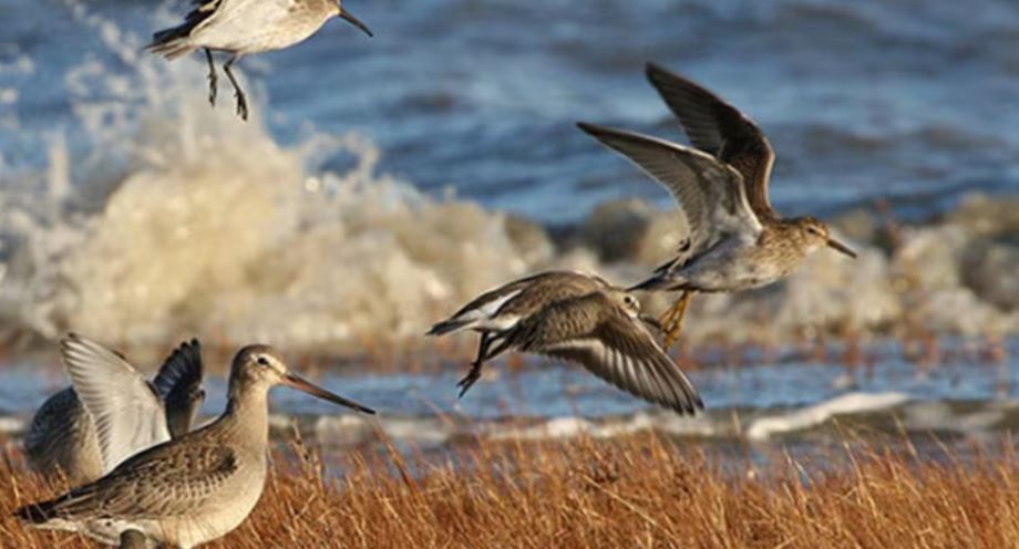 Des oiseaux limicoles au bord de l'océan.