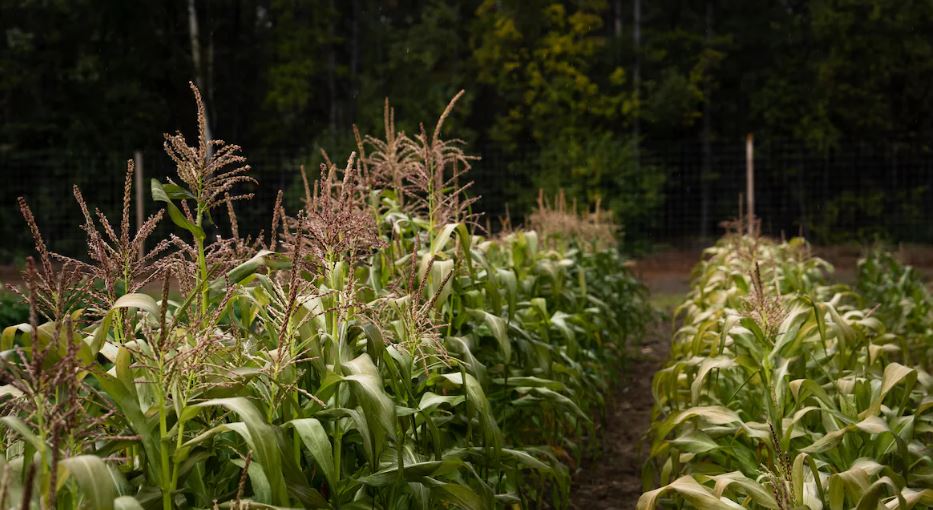 Des rangées de maïs à la ferme expérimentale du Yukon, le 22 août 2024.