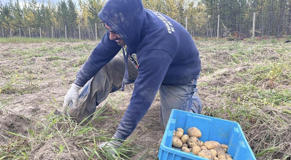 Aaron Holway, responsable de la ferme, récolte des pommes de terre. 