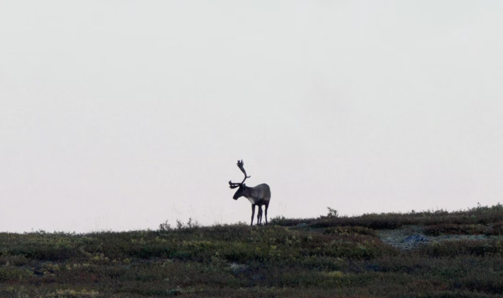 Un caribou sur le territoire de Kwanlin Dün.