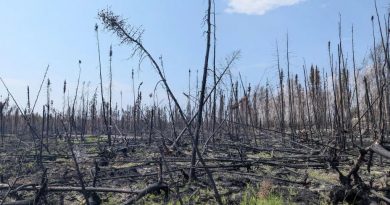 Une forêt brûlée.