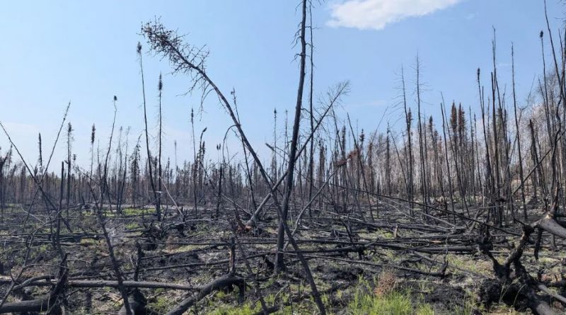 Une forêt brûlée.