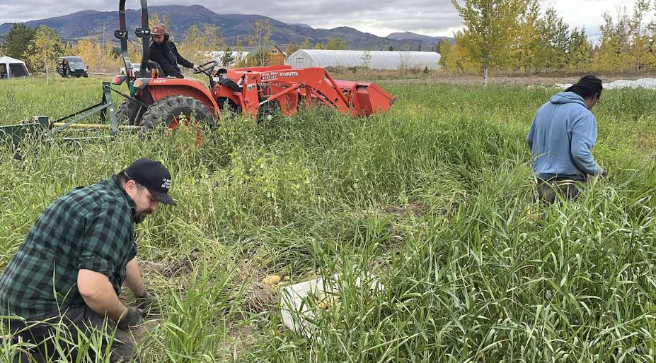 Des travailleurs récoltent des pommes de terre dans un champ.