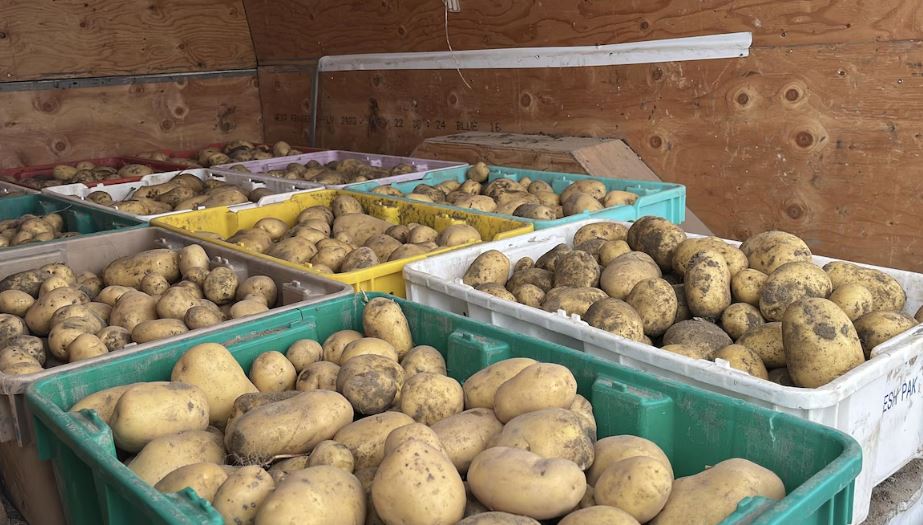 Des bacs remplis de pommes de terre.
