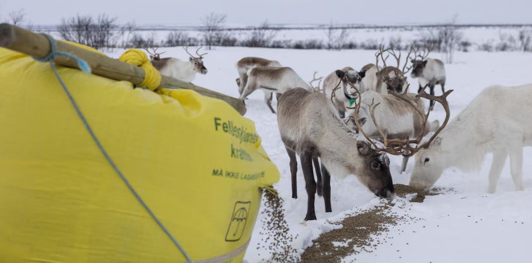 Des rennes mangent de la moulée qui tombe d'un grand sac.