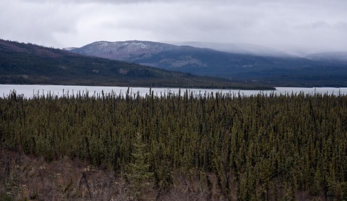 Une forêt entre Mayo et Keno City au Yukon, en octobre 2025.