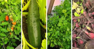 Une image démontrant une variété de légumes.