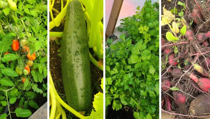 Une image démontrant une variété de légumes.