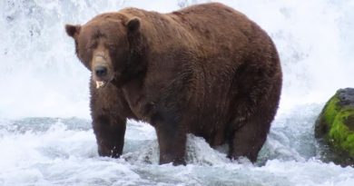 L'ours Chunk dans une rivière.