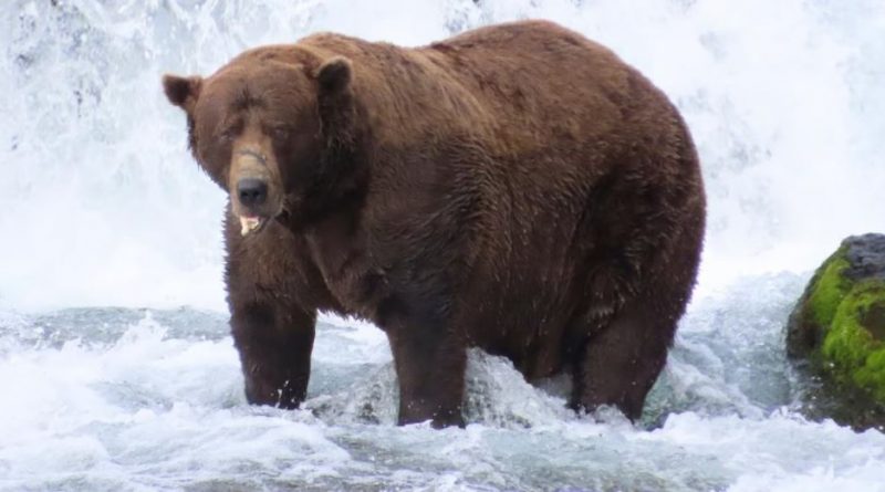 L'ours Chunk dans une rivière.