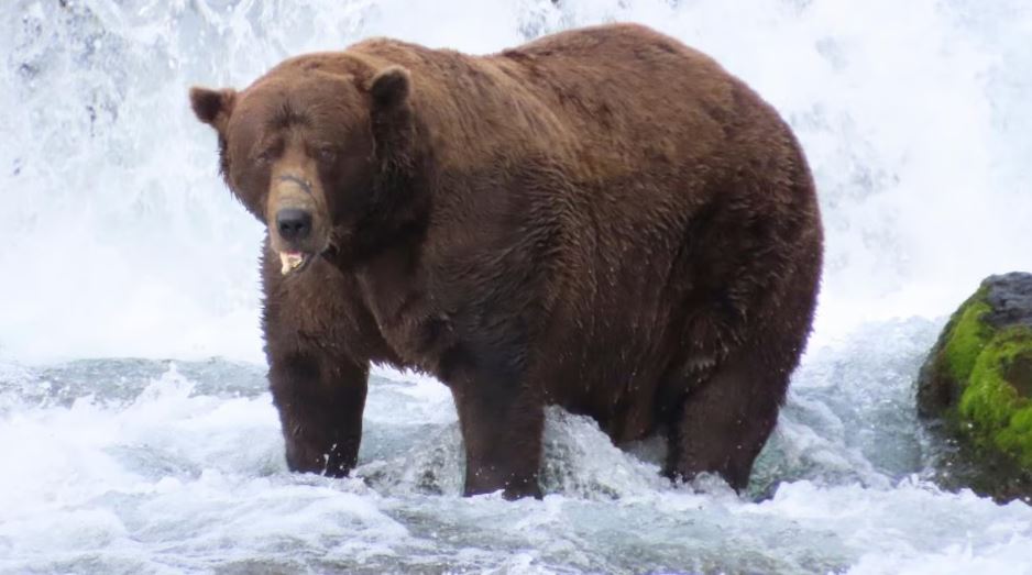 L'ours Chunk dans une rivière.