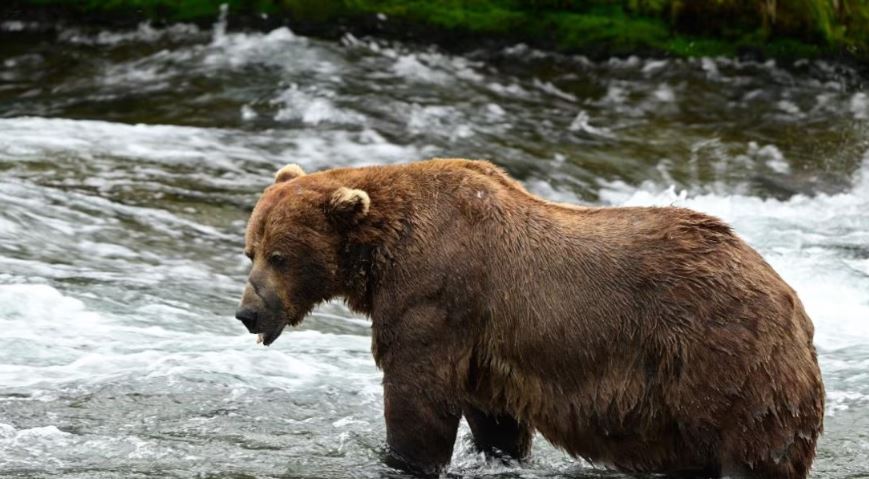 L'ours Chunk dans une rivière.