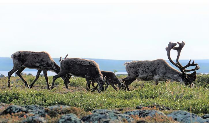 Des caribous de la harde de Bathurst sont en train de brouter.
