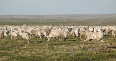 Des caribous de la toundra en été.