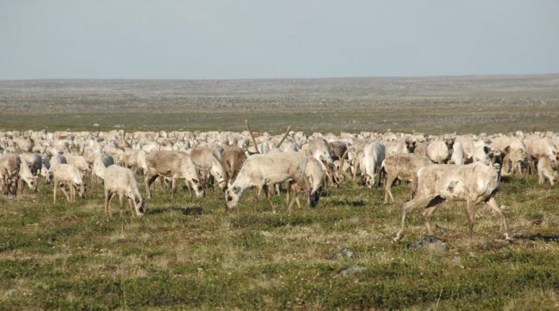 Des caribous de la toundra en été.