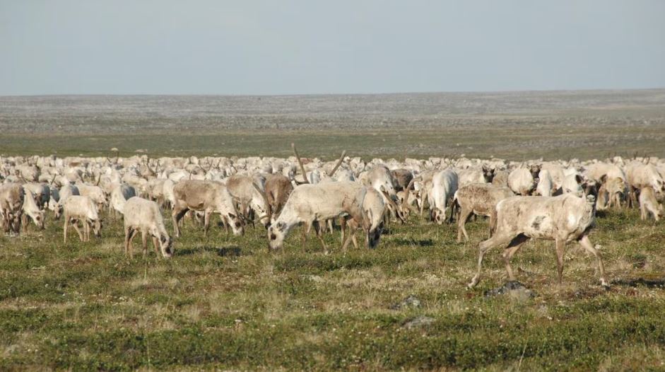 Des caribous de la toundra en été.